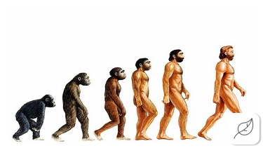 Human Evolution: Darwin's Theory